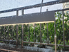 IP65 Waterprood Outdoor LED LED LINEAR LIGHTING Pendelleuchte